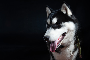 Portrait of a dog Siberian Husky in the studio