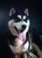 Portrait of a dog Siberian Husky in the studio
