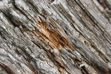 Old rotten tree trunk