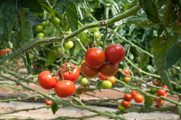 Growing tomatoes in a greenhouse