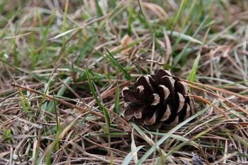 Pine cone on fallen needles among the first green grass