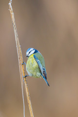 blue tit bird (parus caeruleus) standing on reed stalk