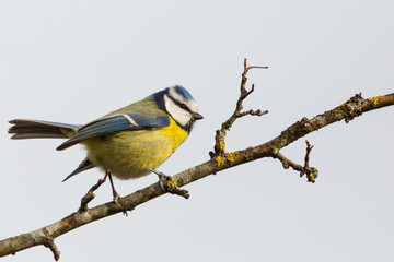 colorful blue tit bird (parus caeruleus) standing on tree branch