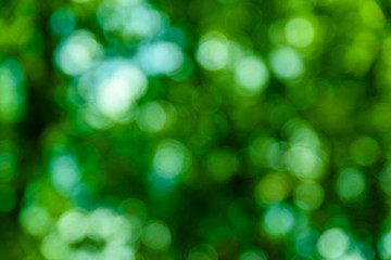 Defocused and blurred background. Green bokeh