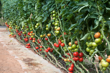 Fototapeta na wymiar Growing tomatoes in a greenhouse