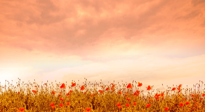 Mohnfeld