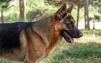 Dog german shepard