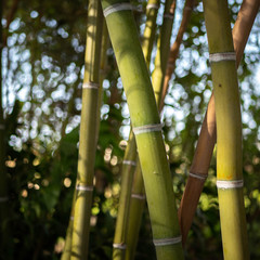 wild bamboo plant