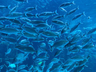 School of Tropical Fish