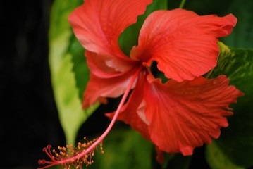 Hibiskus © Sabrina