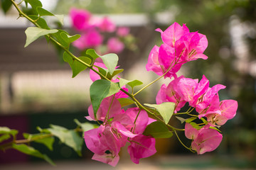 Obraz premium Pink Bougainvillea flower