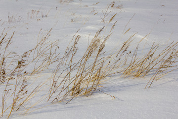 dry yellow grass sticks out of white snow in a field
