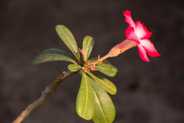 Pink Desert rose flowers