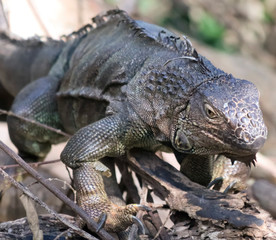 Fototapeta premium An Iguana Perches in a Snag