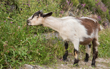 Wild goat eating plants on the mountain