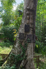 Large old tree containing several baby graves. Tana Toraja ,South Sulawesi