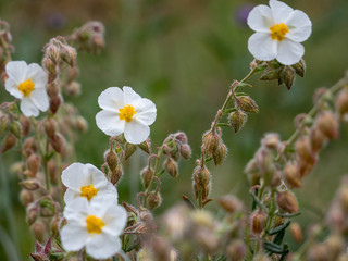 Wild white flowers growing 