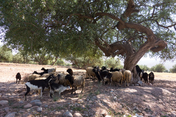 Arganbaum oder Arganie Marokko