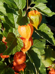 Physalis ou Lanterne chinoise aux calices orange vif 