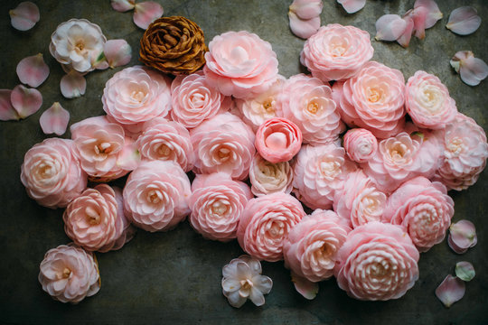 camellia still life 
