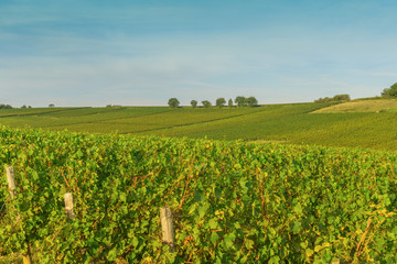 Fototapeta na wymiar Rows of vineyard grape landscape in Bourgogne, France
