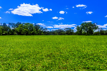 field of green grass and blue sky