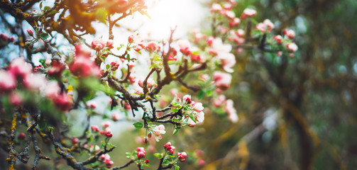 pink blossom tree on background sun flare in green spring garden, beautiful romantic flowers in nature for card clean space for text, blooming bud flora outdoor springtime concept