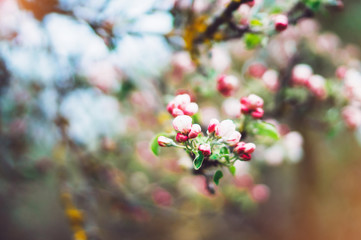 pink blossom tree on background sun flare in green spring garden, beautiful romantic flowers in nature for card clean space for text, blooming bud flora outdoor springtime concept