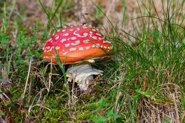 Mushrooms Amanita muscaria in grass. 