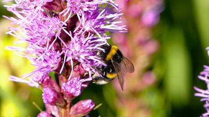 Macro photo of Northern bumblebee licking nectar from purple spring flower. Beautiful close up shot on blurred green background. Vibrant colors in garden or park.