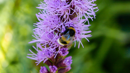 Macro photo of Northern bumblebee licking nectar from purple spring flower. Beautiful close up shot...