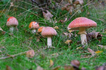 Mushrooms Amanita muscaria in grass. 