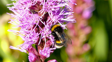 Macro photo of Northern bumblebee licking nectar from purple spring flower. Beautiful close up shot on blurred green background. Vibrant colors in garden or park.