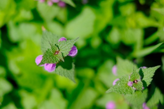 Piante officinali ortica