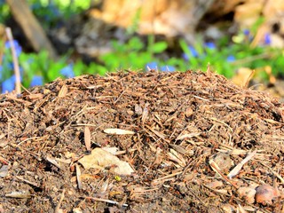 anthill in forest