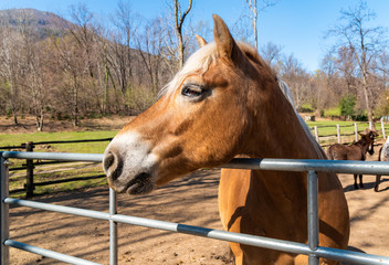 Brown horse profile outside on the farm.