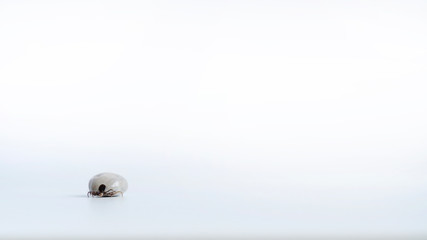 Close up shot of isolated tick on a white background. Detail single big fat tick crawling on white table. Concept: Removing tick, danger, borreliosis, disease, bug.