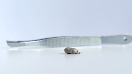 Close up of isolated tick on a white background and tweezers. Detail single big fat rounded tick crawling on white table. Concept: Removing tick, danger, borreliosis, disease, bug.