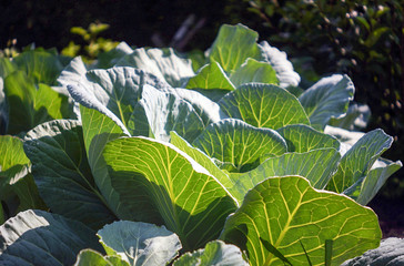 cabbage in the garden