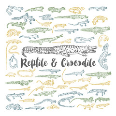 Crocodiles and reptiles