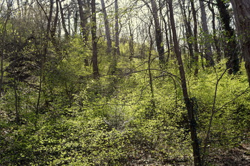 trees in the green park 