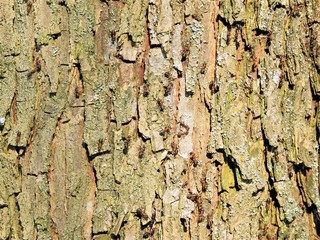 bark of a tree