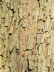 old tree bark