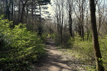 trees in the green park 