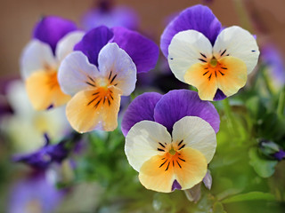 colorful pansies blooming in the garden