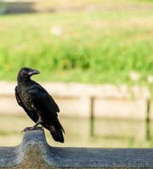 The crow standing on the bench, close up picture