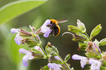Bee on flower 3