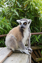 Lemur 9