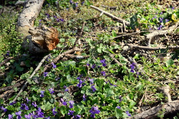 trees in the green park 