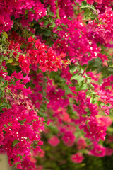 Close up of Blooming Magenta bougainvillaea